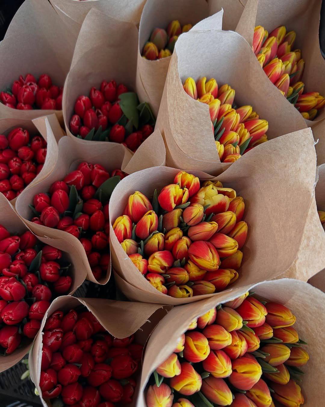 Тюльпаны — пример фото