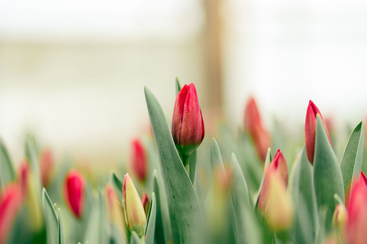 Лизиантусы — пример фото