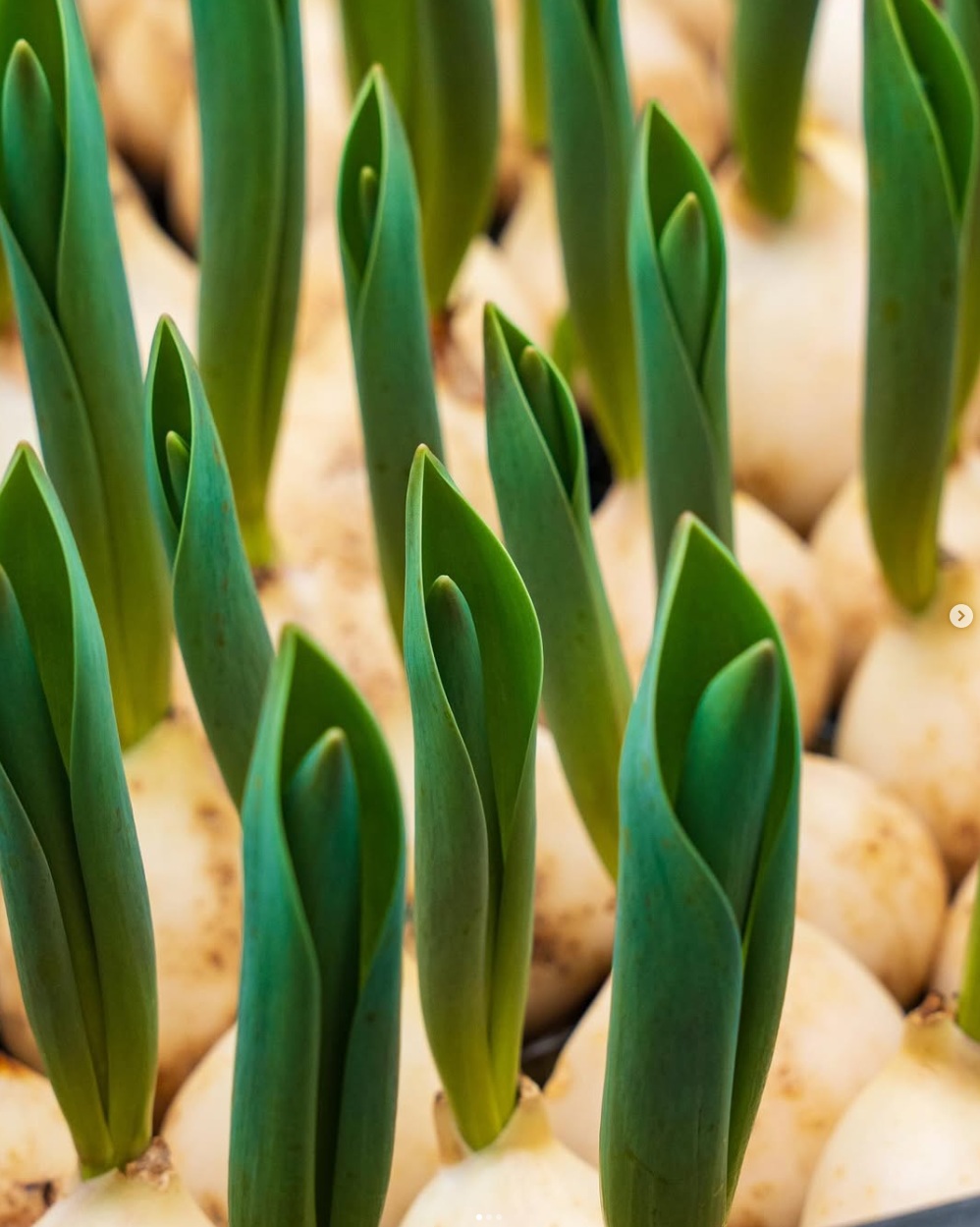 Теплица — пример фото