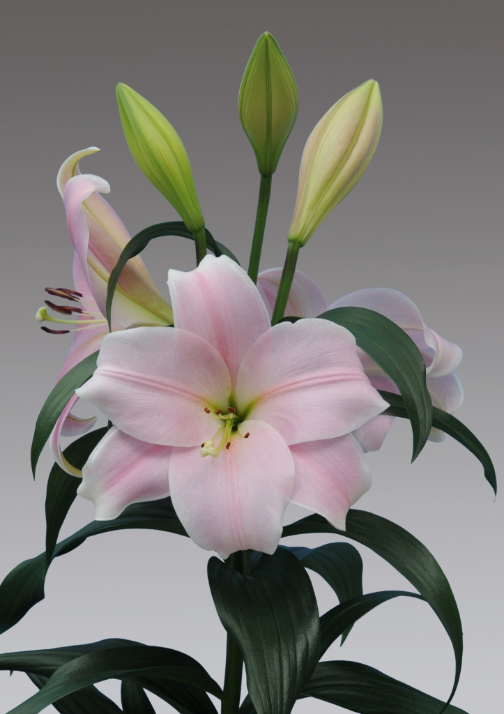 Лилии — фото