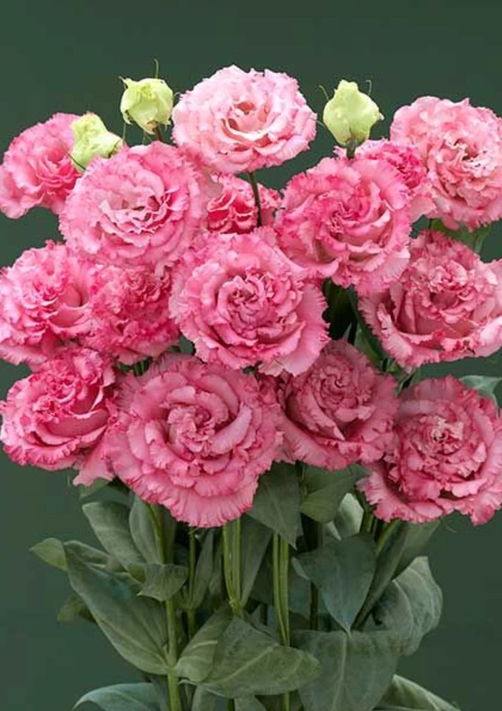 Лизиантусы — фото