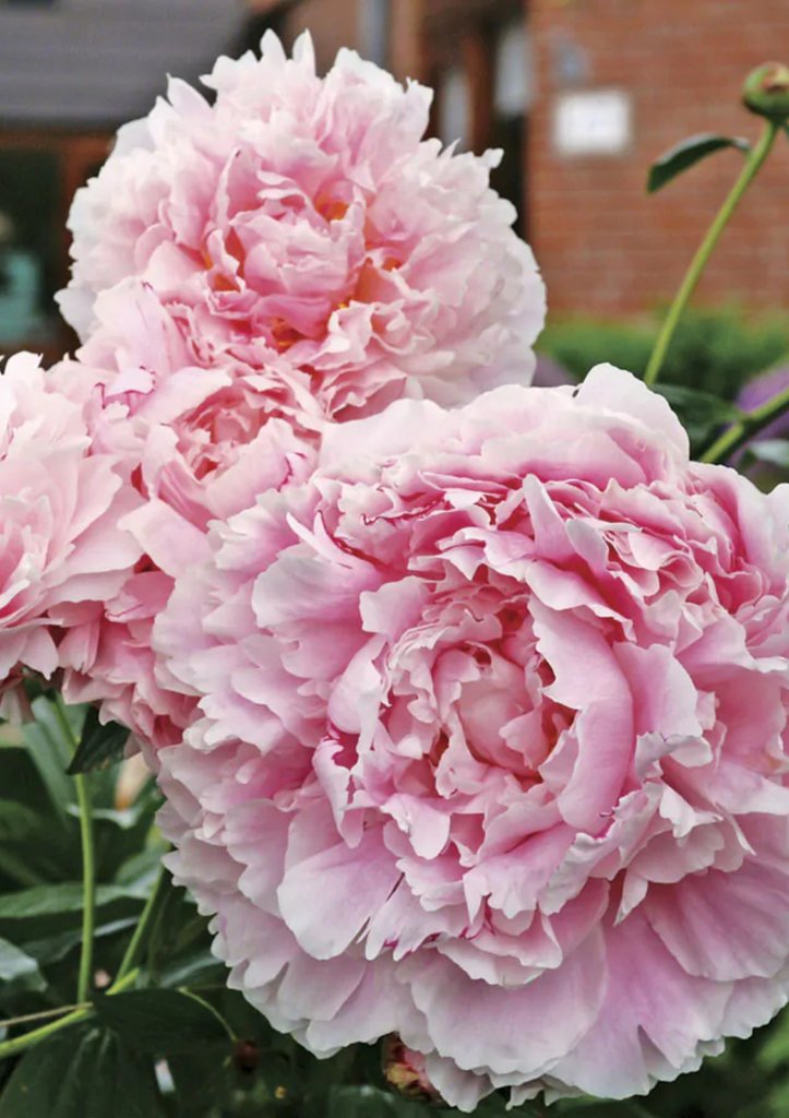 Пионы — фото